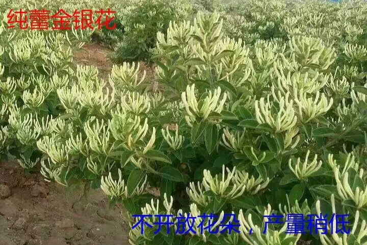 平邑县北花一号金银花苗  北花一号金银花 花贞子大 高产 不开花