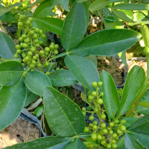 漾濞县无刺花椒苗 优质无刺藤椒嫁接苗