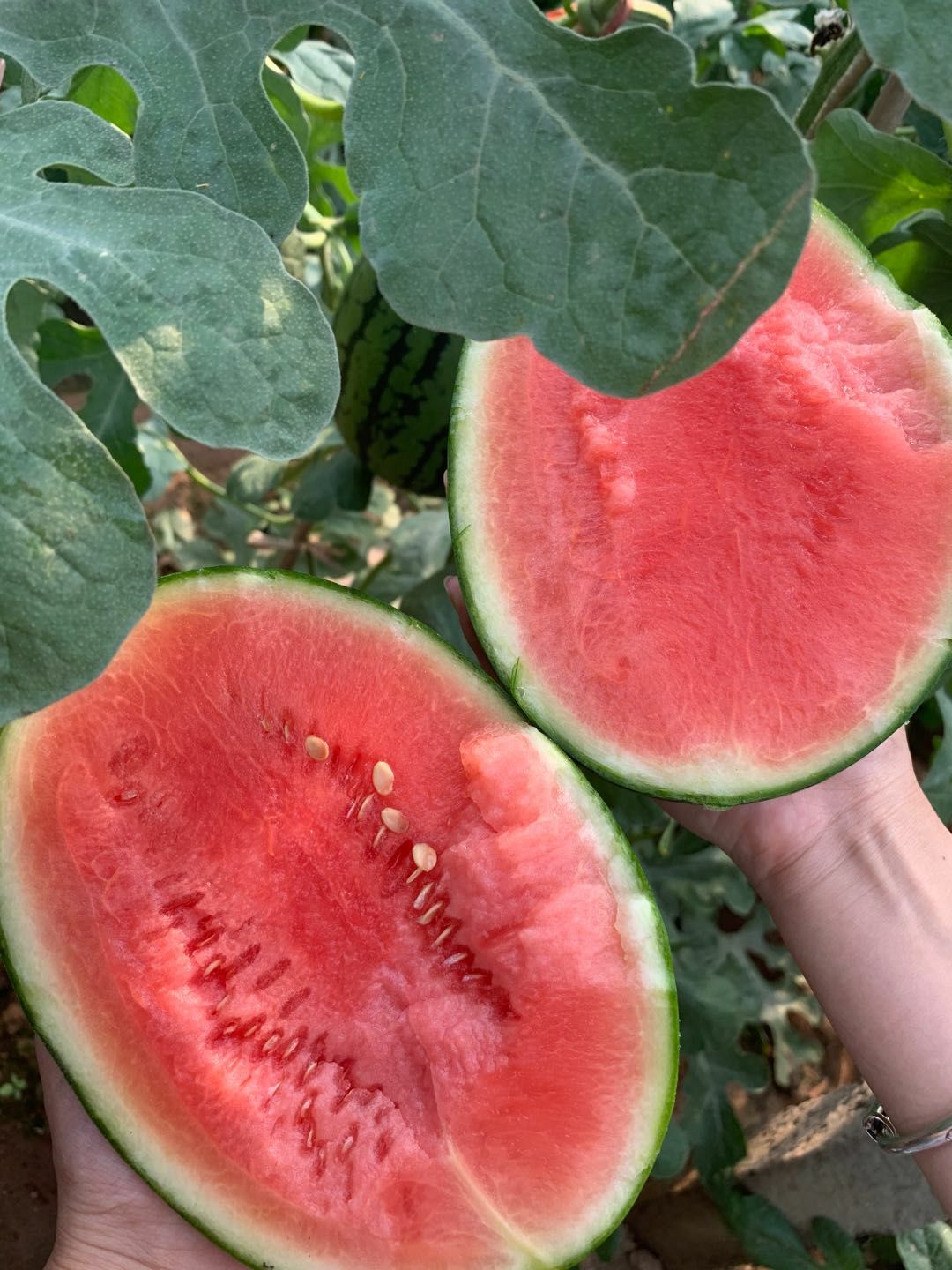  抚宁镇小吊西瓜