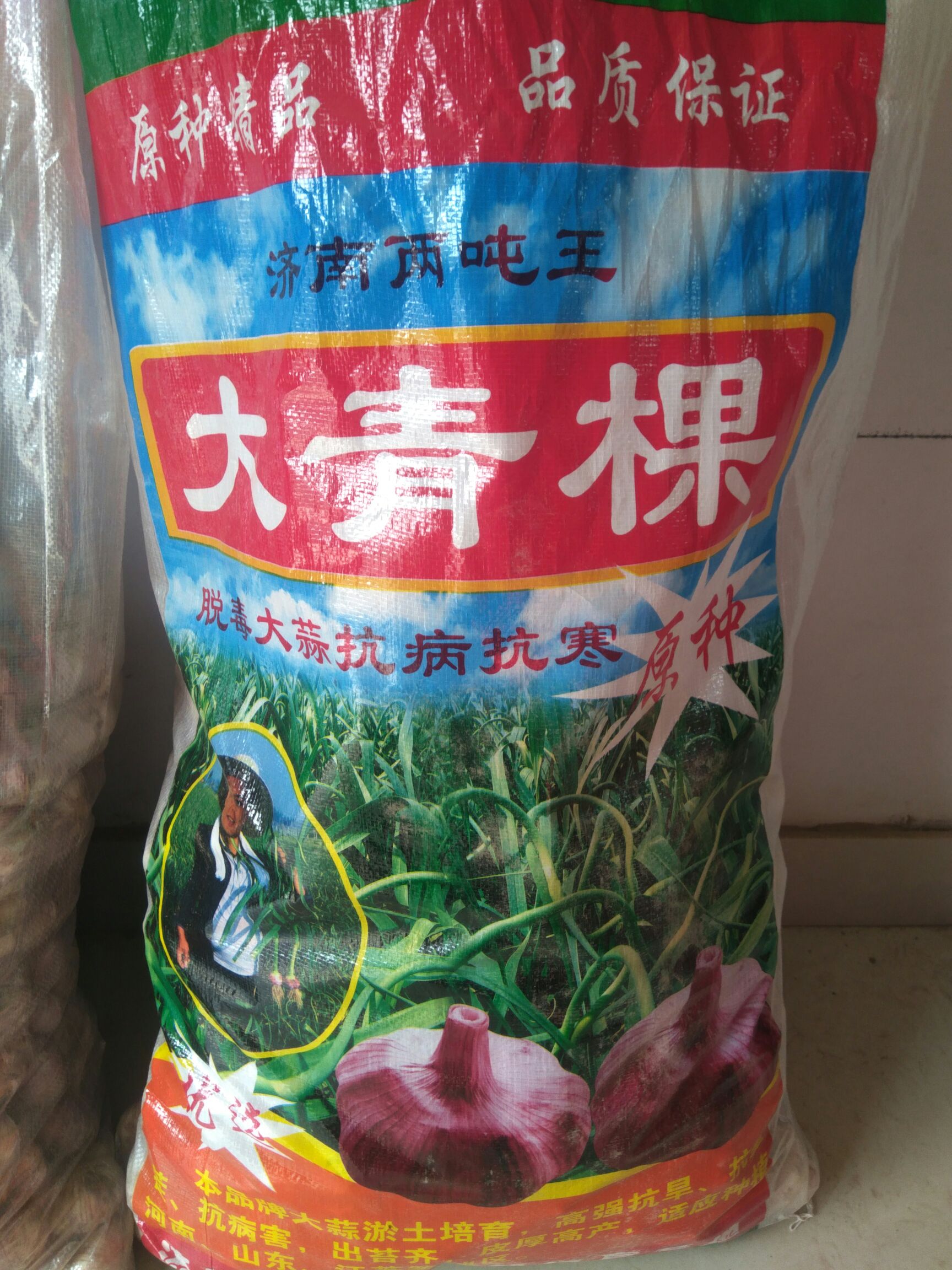 杞县大蒜种子  大青棵蒜种，优质，高产，抗病，抗倒，杞县大蒜公司