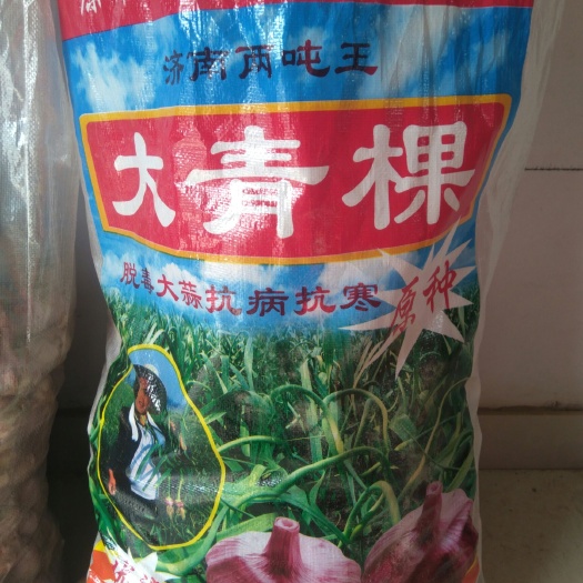 大蒜种子  大青棵蒜种，优质，稳产，抗病，抗倒，杞县大蒜公司