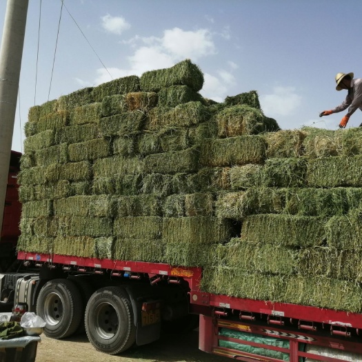 玉门市紫花苜蓿草 苜蓿草批发 甘肃玉门胜陇源草业