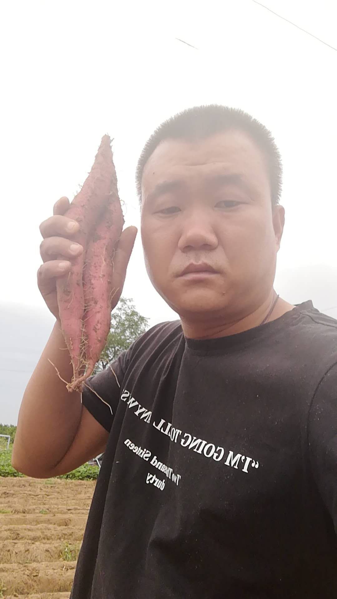 秦薯五号 陕西大荔沙苑秦薯