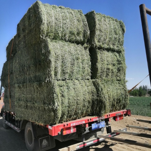玉门市 二茬紫花苜蓿 紫花苜蓿草批发 甘肃玉门二茬苜蓿草大梱