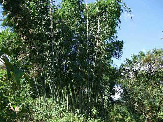 金竹 小油竹