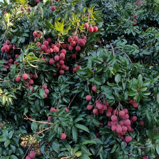 桂平市桂味荔枝 鲜禾荔，