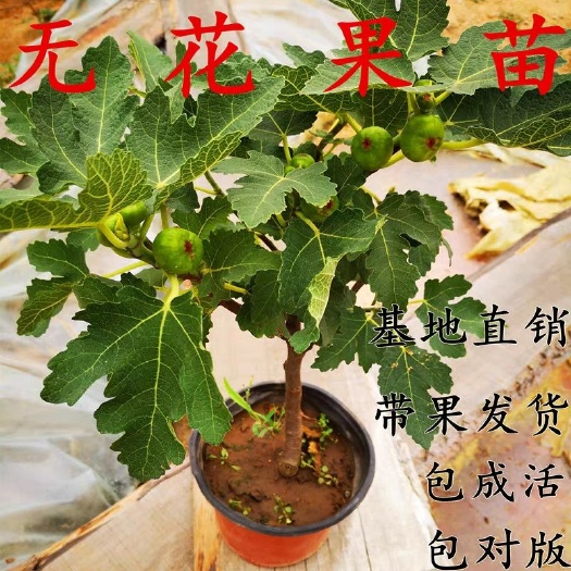 布兰瑞克无花果苗  布兰瑞克苗 波姬红 日本紫果 优质矮化盆