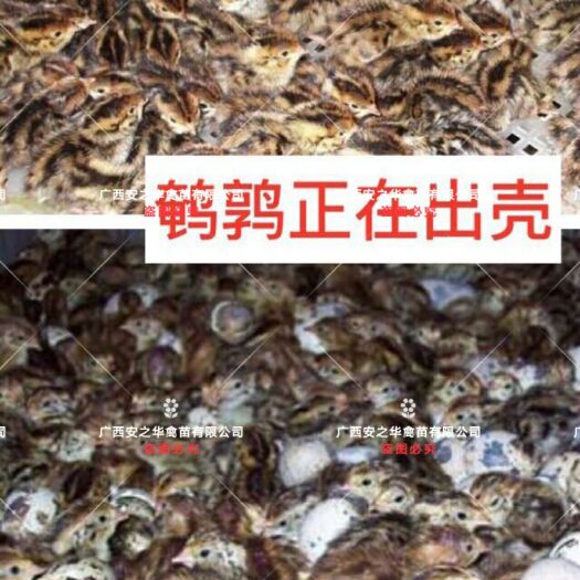 南宁鹌鹑苗，平台优选孵化场】，质量有保障