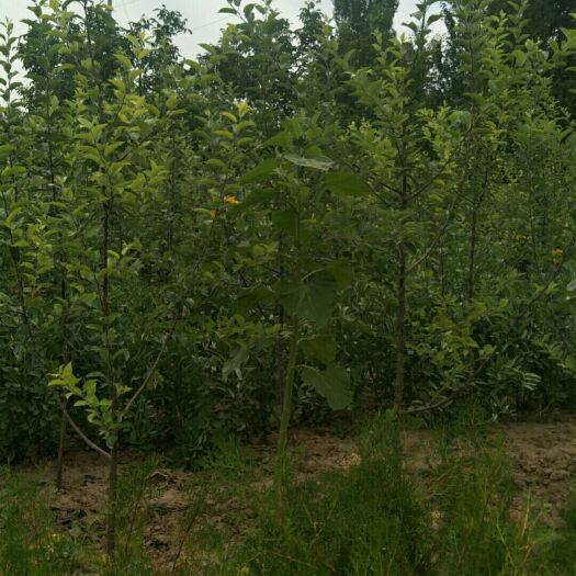 兰州 苹果树苗5年的烟富8号，大量有货