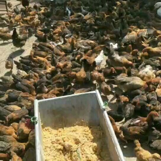 唐县 大量柴鸡蛋寻求收购商