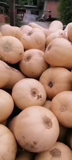 城固县奶油南瓜，瓜形好，口感好，干，面，甜