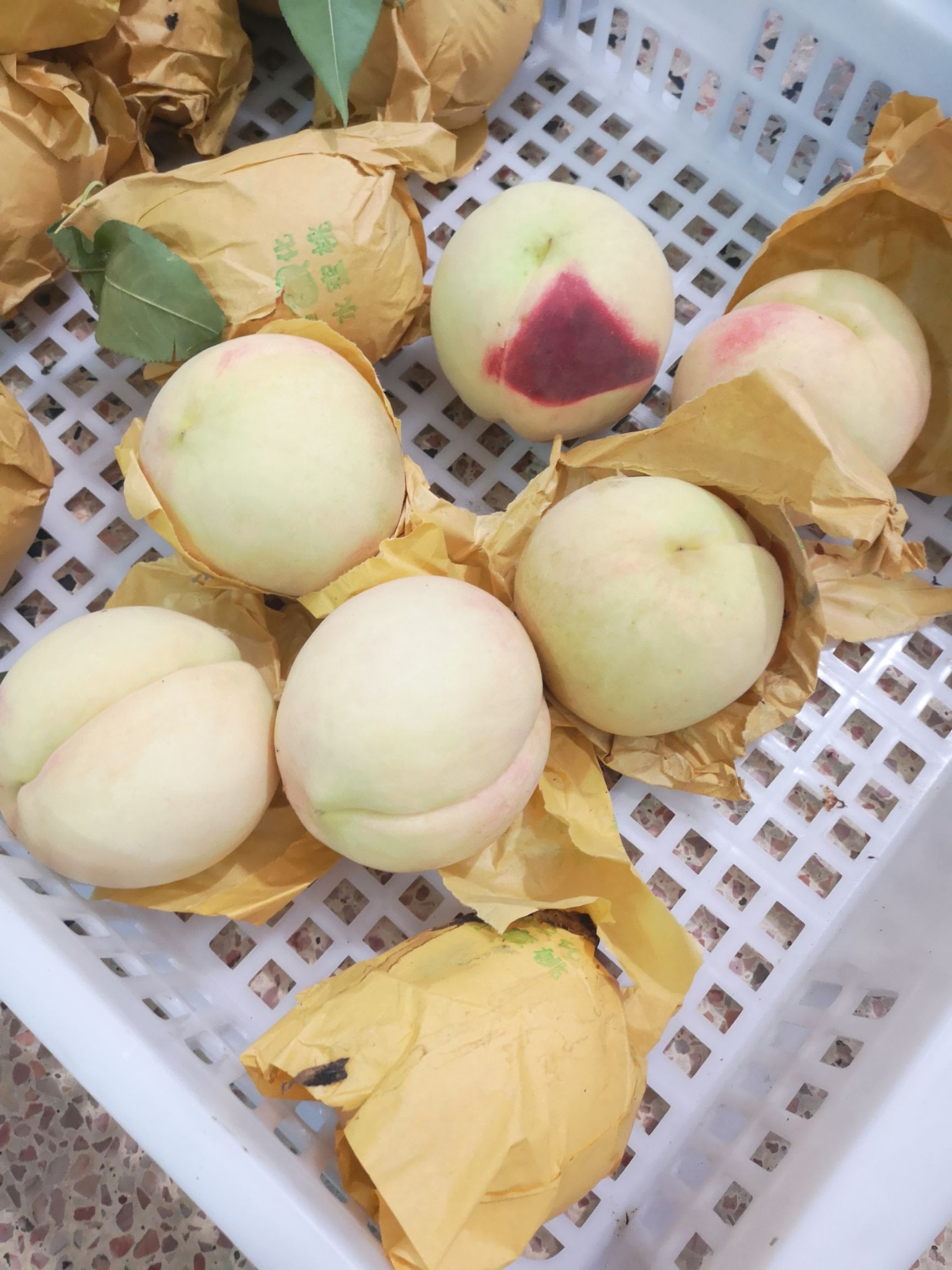  奉化水蜜桃 自己果园种植