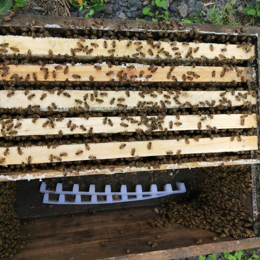赣州实惠低价中华蜜蜂  出售中蜂带蜜带子脾中蜂