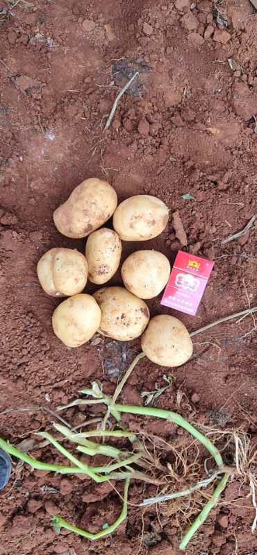  土豆，黄心土豆。88号。青暑9