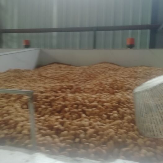 寿县薄皮核桃  新疆33核桃新二核桃