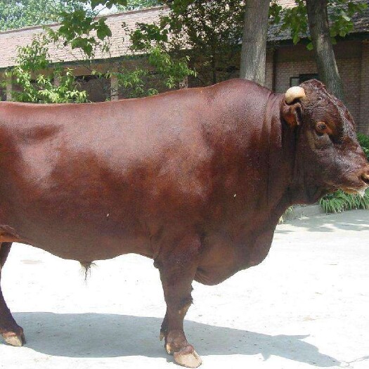 郓城县 利木赞肉牛小牛犊十头以上免费送货到家！