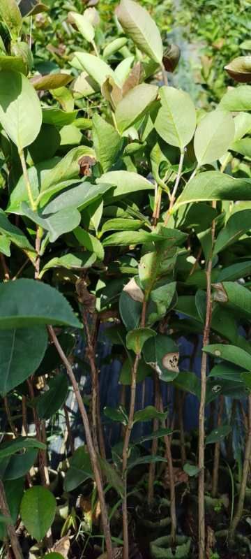 灵山县 油茶苗