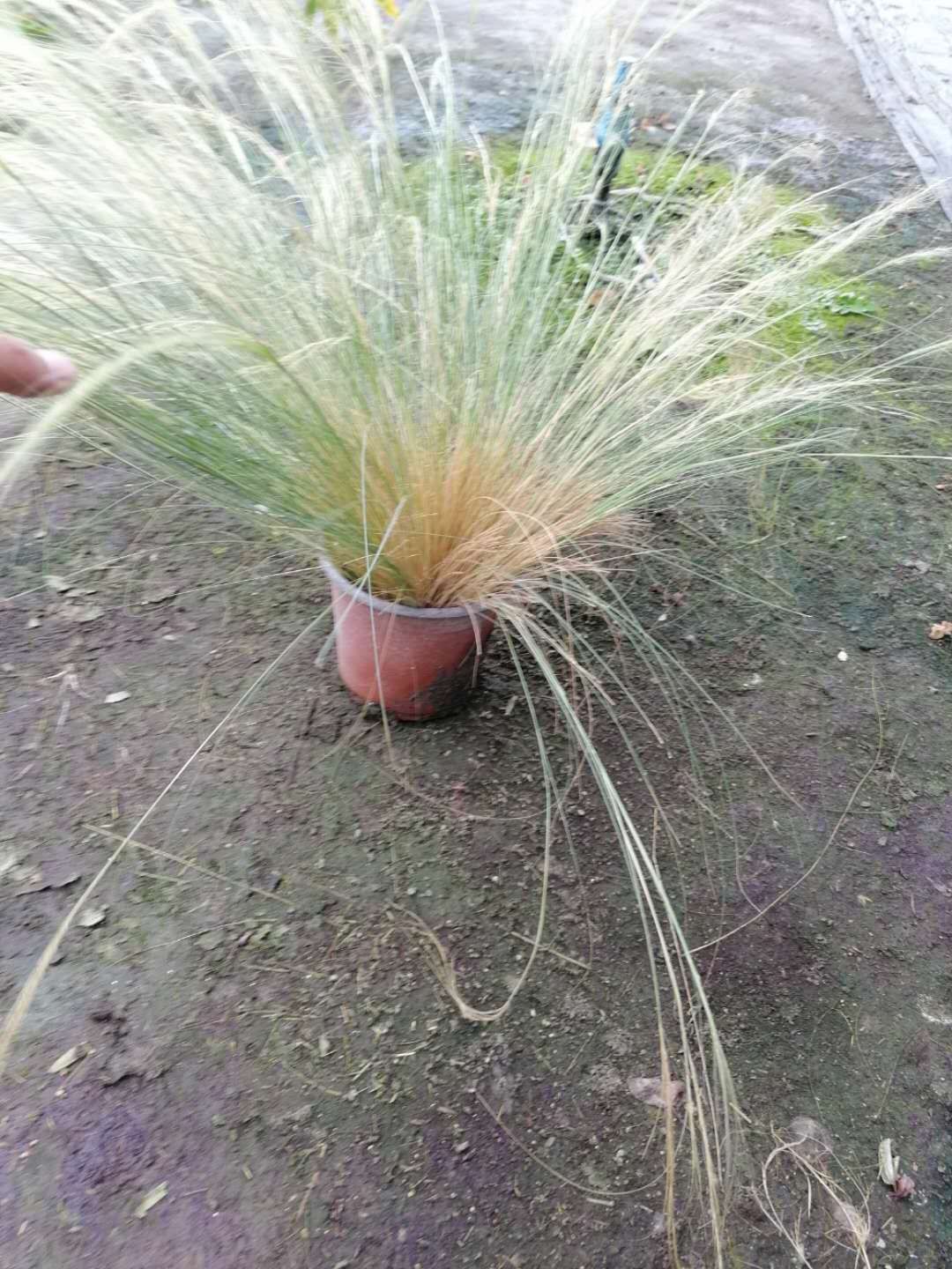 细叶针芒 针芒双色杯 冠幅30公分以上 高度20公分左右 量大从优
