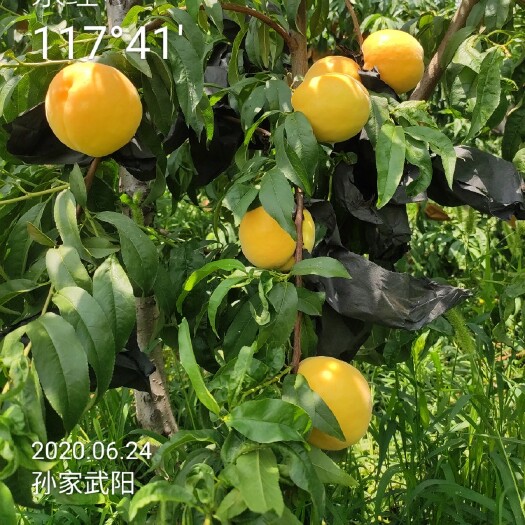 平邑县黄桃树苗 新品种黄桃苗:金灿