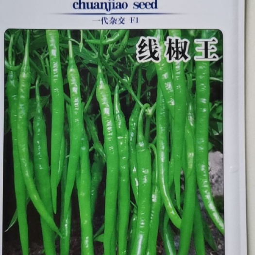富顺县线椒种子 深绿色线椒