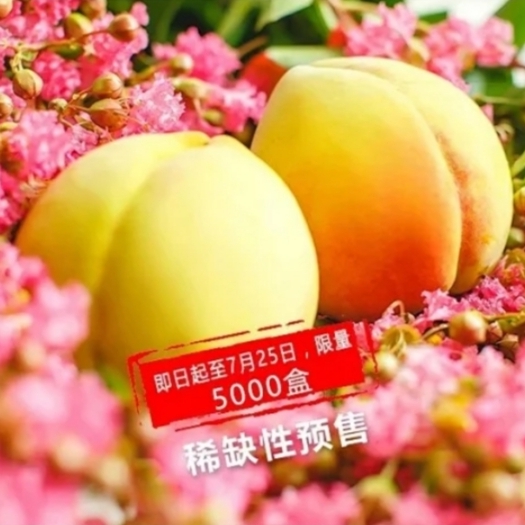 江陵县 品牌 三湖锦绣黄桃 预售 农场直发