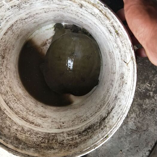 生态甲鱼 水鱼