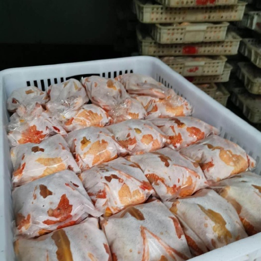 滨州肉鸽   鸽子