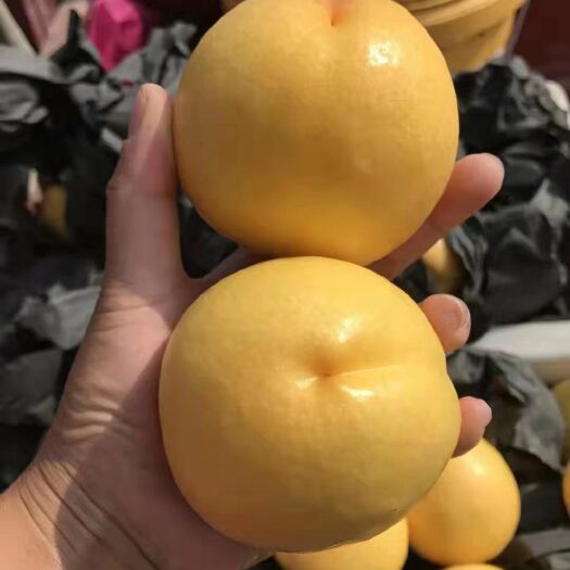东港市黄金蜜黄油桃超甜新鲜水果
