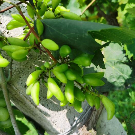 泌阳县玫瑰露葡萄 1.5- 2斤 10%以上 1次果