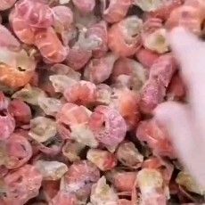 洪湖市 小龙虾 洪湖小龙虾