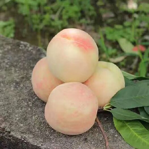 宁波 奉化水蜜桃 自己果园种植