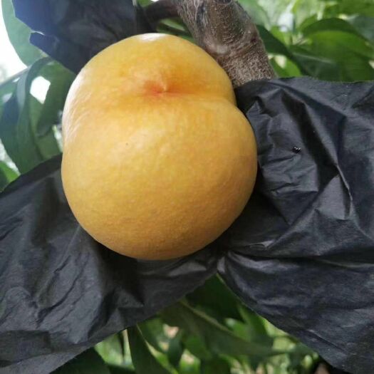 蒙阴县黄蟠桃 3-5两