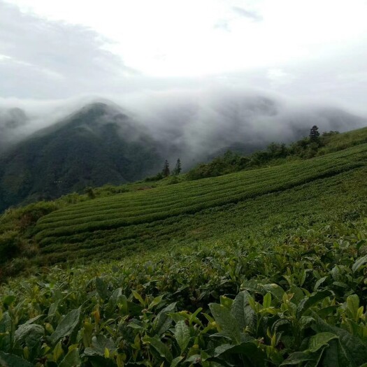 雷山县 贵州省黔东南州雷公山脚尧村绿茶