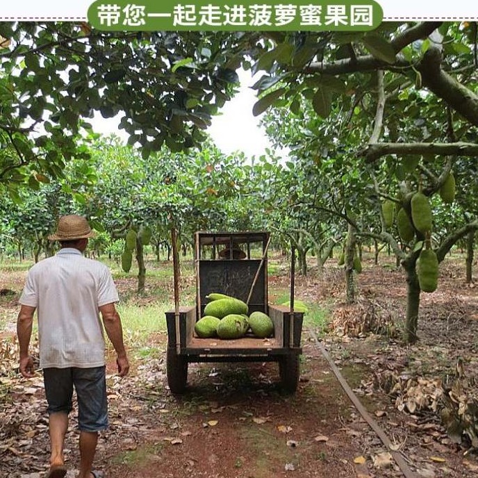 海南黄心干苞菠萝蜜整个30斤左右，新鲜采摘