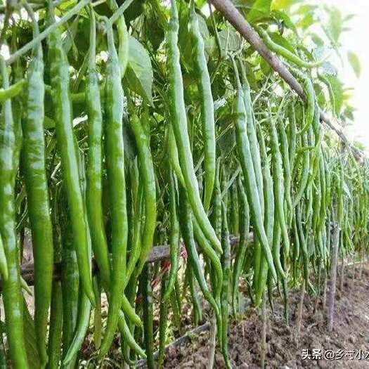资阳二荆条辣椒 大量二荆条青椒上市