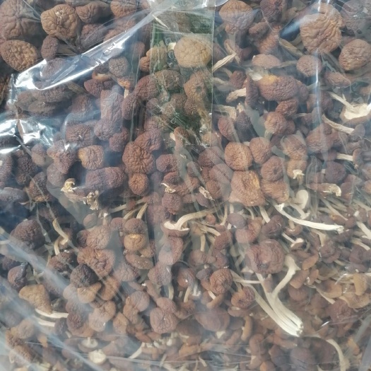 肥东县 2020新货 全部精选干货茶树菇