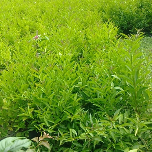 成都 成都双色茉莉花  茉莉花价格  成都茉莉花批发拿货