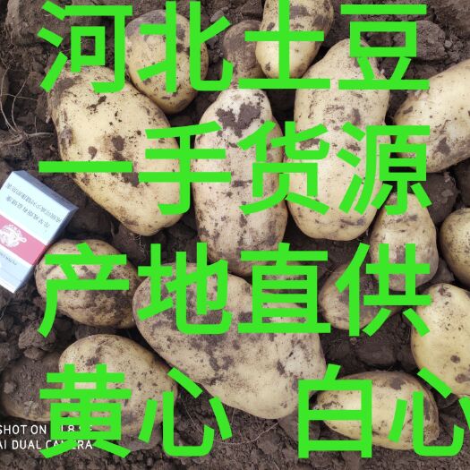 围场县冀张薯  白心土豆诚信第一