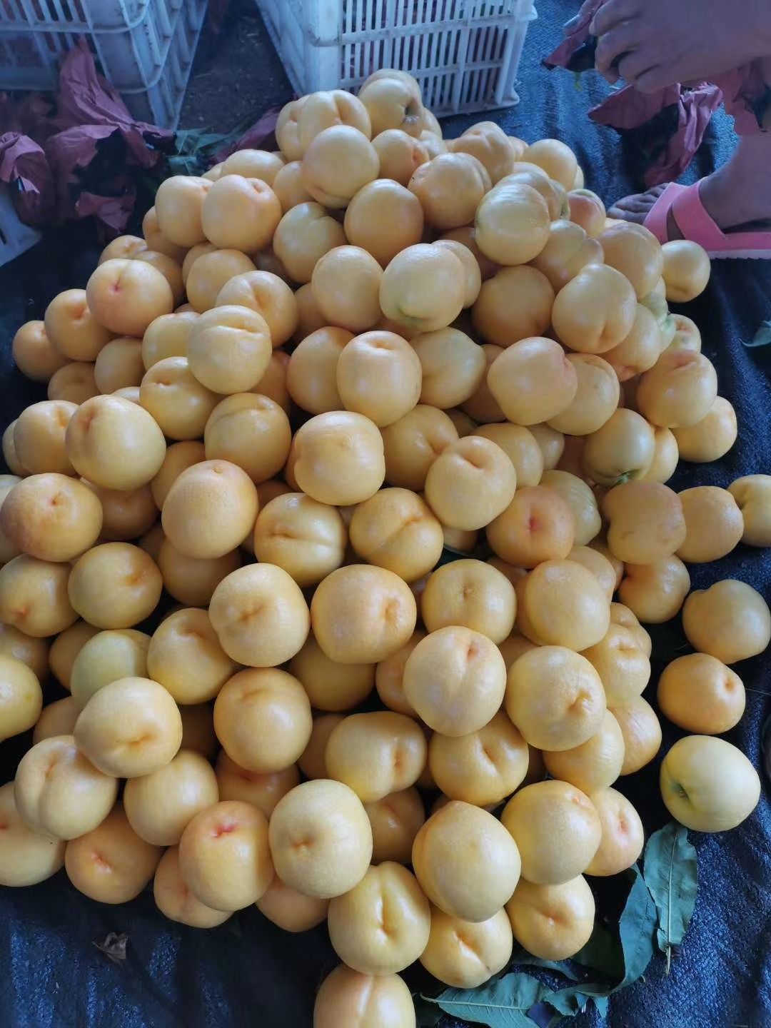 白桃 好吃不贵