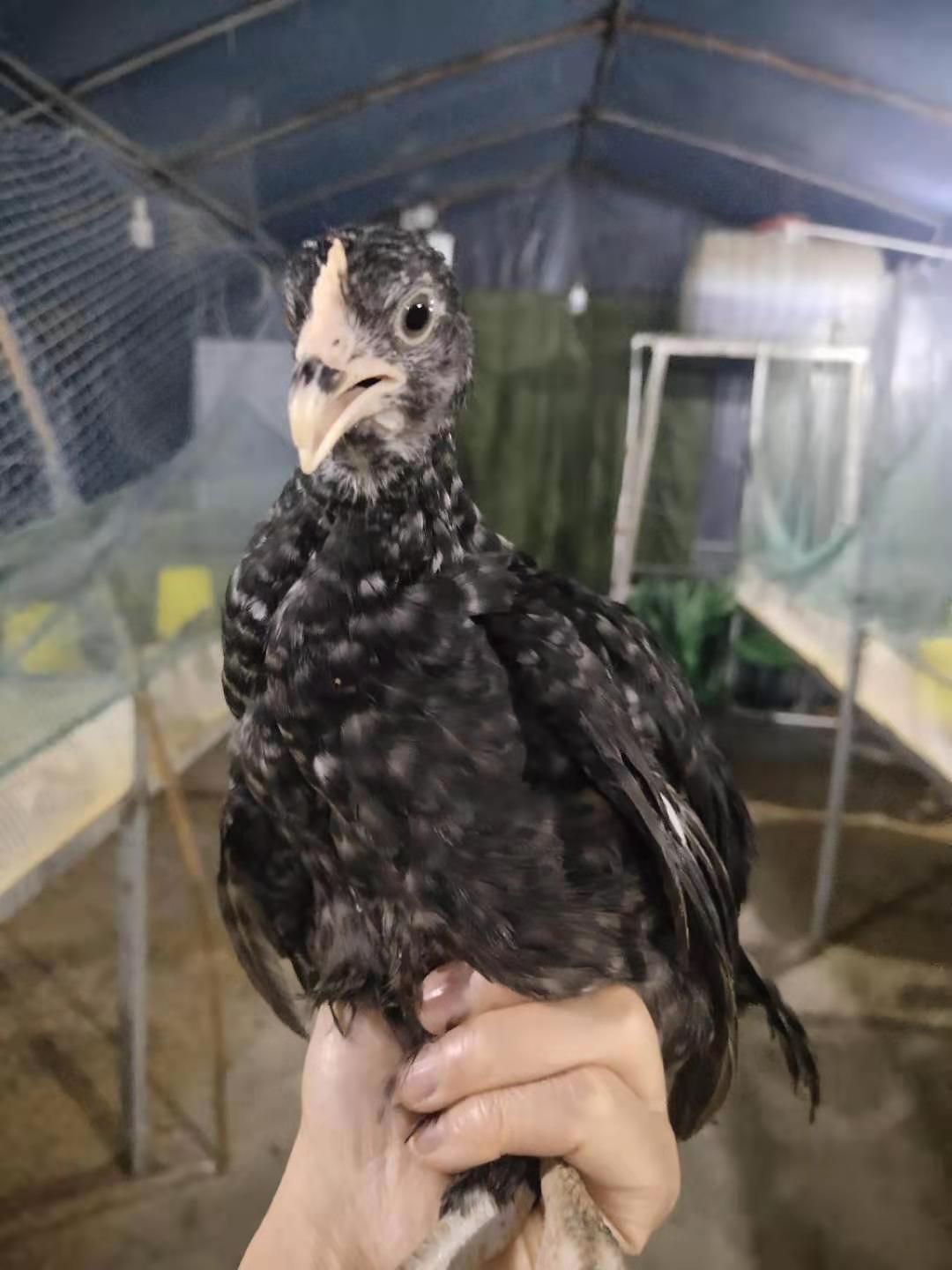  芦花鸡苗 脱温出壳苗 孵化厂直供 包运输 包打疫苗