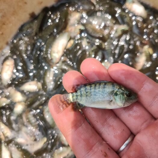 德江县 罗非苗，罗非鱼苗