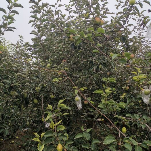 原阳县华丹苹果 物美价廉