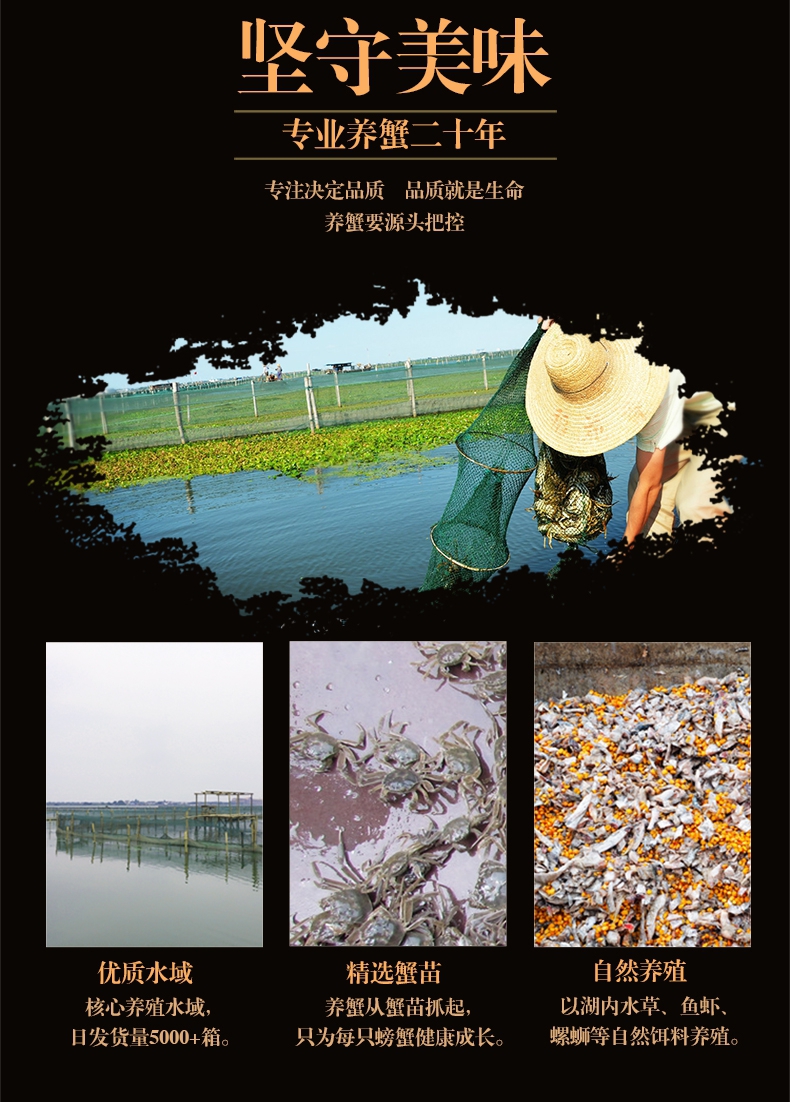  兴化六月黄大闸蟹各规格都有稳定发货，先天预定