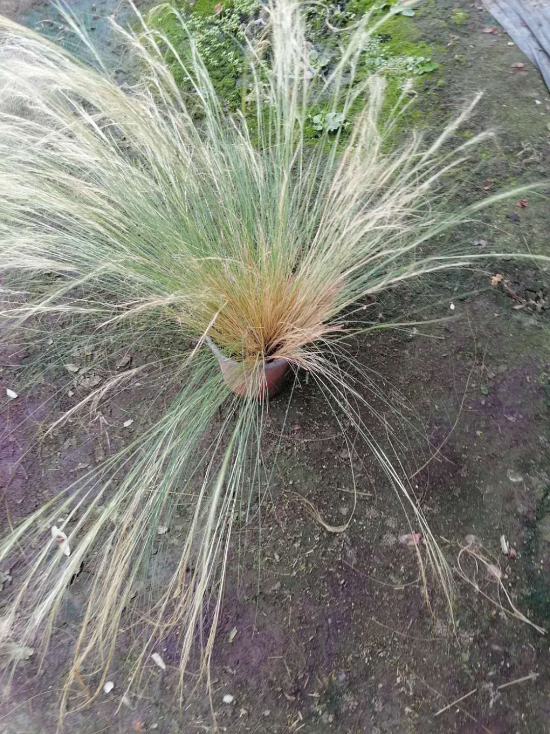 细叶针芒 针芒双色杯 冠幅30公分以上 高度20公分左右 量大从优