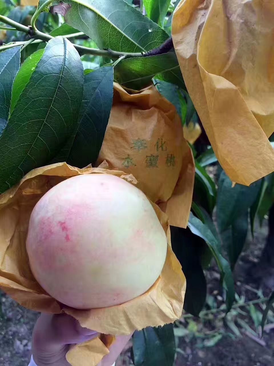 奉化水蜜桃 自己果园种植