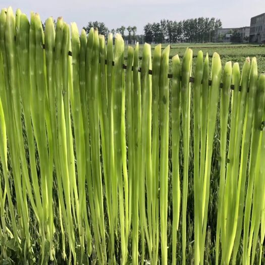 亳州 义门种植苔干合作社