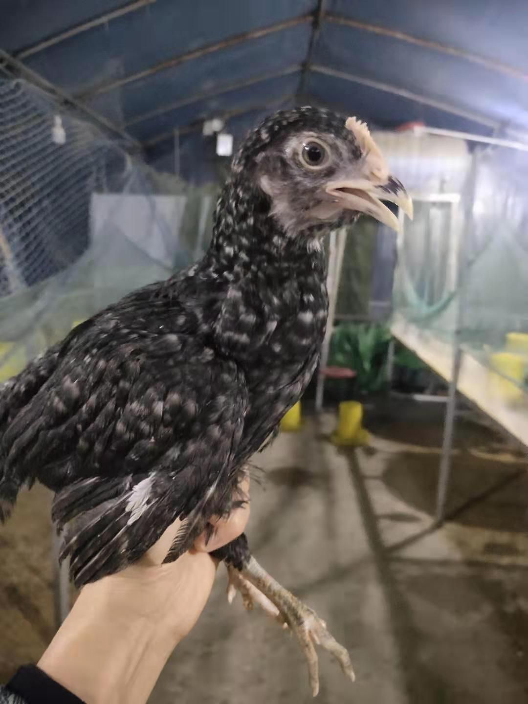  芦花鸡苗 脱温出壳苗 孵化厂直供 包运输 包打疫苗