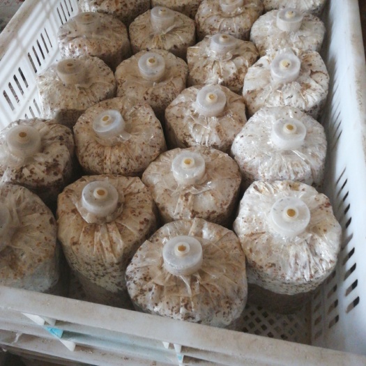 莒县平菇菌种 菌种二级种
