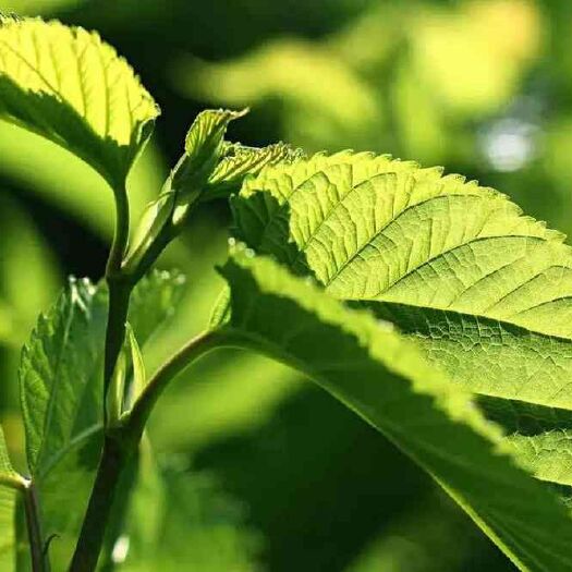 融水县 桑叶是桑科植物桑树的叶子。蚕宝宝吃新鲜的嫩叶，而我们的中药桑