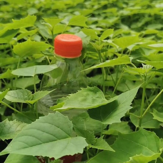 荥阳市楸树苗 楸树穴苗